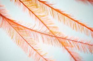 Abstract orange color synthetic feathers close-up photo. Decorative feathers texture. Light feathers sway in the wind. Eco feathers. photo