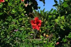 flor de lirio rojo brillante y hojas verdes. arbusto de flores foto