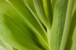 Green plant leaves background.  Thick plant leaves. photo