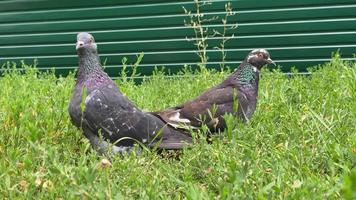 cerca de bandada de palomas camina sobre la hierba verde video