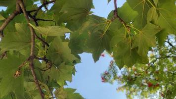 green leaves on a tree branch against the bare sky in 4k video