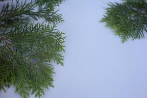 marco con pequeño ciprés japonés chamaecyparis, árbol conífero foto