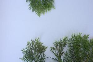 marco con pequeño ciprés japonés chamaecyparis, árbol conífero foto