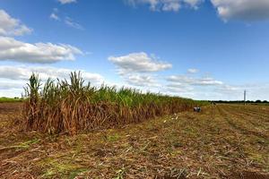 campos de caña de azúcar en una plantación en guayabales, cuba. foto