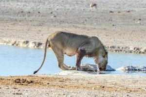 león en etosha, namibia foto