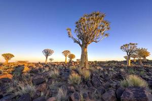 bosque de árboles carcaj - nambia foto