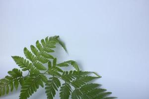 BURNING LADYFERN COMMON LEAVES WITH WHITE BACKGROUND photo