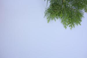 marco con pequeño ciprés japonés chamaecyparis, árbol conífero foto