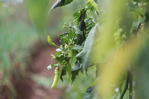 Selective focus of raw chilies on a branch photo