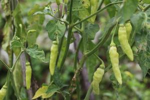 Selective focus of raw chilies on a branch photo