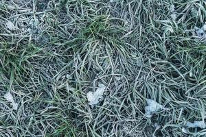 Frozen grass after first frost at winter photo