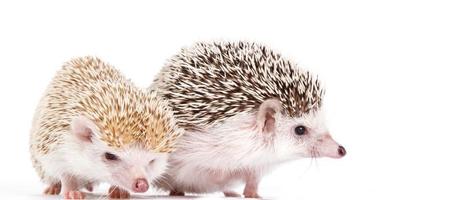 African hedgehogs view photo