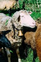 Flock of sheep, captured in Portugal photo