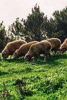 rebaño de ovejas, capturado en portugal foto