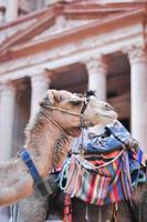 Camel in Al Khazneh - Treasury, Petra photo