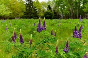 Fresh lupine close up blooming in spring. High lush purple lupine flowers, summer meadow in Maine. photo