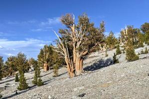 Ancient Bristlecone Pine Forest photo