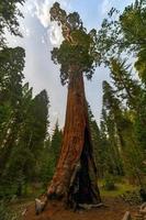 árbol secoya de general grant grove, una sección del parque nacional kings canyon foto