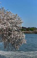 Washington DC, USA and cherry blossoms at the tidal basin in spring season. photo