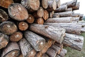 Siberian Wooden Logs photo