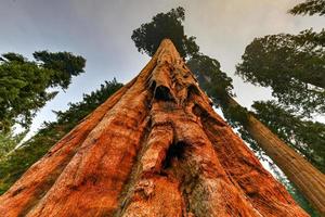 Sendero de grandes árboles en el parque nacional Sequoia, donde se encuentran los árboles más grandes del mundo, California, EE.UU. foto