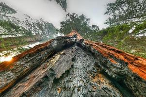 Big Trees Trail in Sequoia National Park where are the biggest trees of the world, California, USA photo