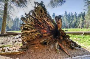 parque nacional sequoia foto