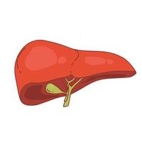 Realistic liver anatomy structure. Vector hepatic system organ, digestive gallbladder organ. Human liver for medical drugs, pharmacy and education design.