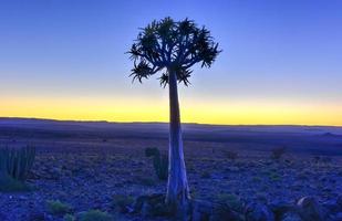 Quiver Tree - Namibia photo