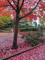 hojas verdes mojadas que se vuelven rojas en otoño en vancouver, canadá. foto