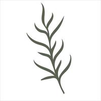 Hand drawn branch with leaves isolated on white background vector