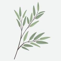 Freehand drawing of Eucalyptus branch. vector