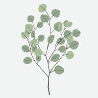 Freehand drawing of Eucalyptus branch. vector