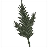 Hand-drawn fir or pine tree branch isolated on white background vector