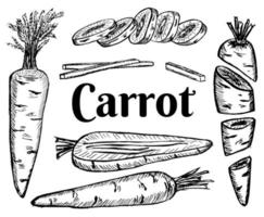 Carrot set, half, slice and whole vector