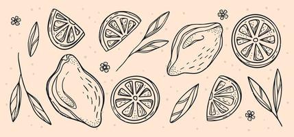 Sketch of Lemon decorative set. Hand Drawn Botanical Illustrations. Black and white with line art isolated on white backgrounds. Fruits drawings. For web, print, product design vector