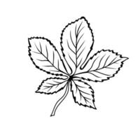 Chestnut leaf in doodle style. Botanical drawing. Element for cards, posters, stickers and professional design. Hand drawn vector illustration