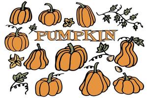 Collection of  pumpkin in doodle style vector