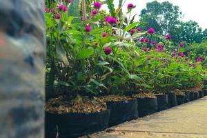 Plum Bachelor Button with the scientific name Gomphrena globosa is excellent for both garden and cutflower us photo