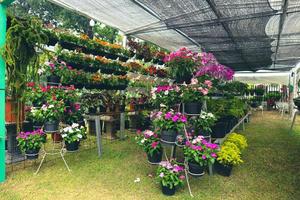 A flower shop that sells various kinds of flowers, one of which is pink vinca flower plant or madagascar periwinkle photo