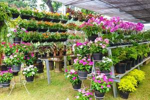 A flower shop that sells various kinds of flowers, one of which is pink vinca flower plant or madagascar periwinkle photo