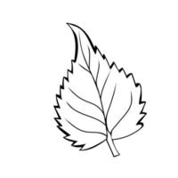 Birch Leaf in doodle style. Botanical drawing. Element for cards, posters, stickers and professional design. Hand drawn vector illustration