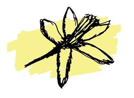 Hand drawn doodle flower of lemon vector