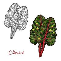 Chard or beet spinach green leaf vegetable sketch vector