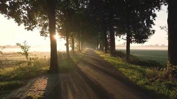 zonlicht schijnt door bomen Aan een geplaveid weg video