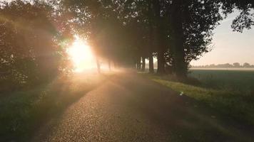 la luz del sol brilla a través de los árboles en un camino pavimentado video