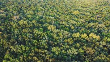 aereo Visualizza di estate foresta. video