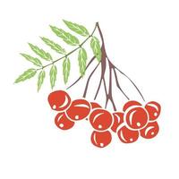 Hand drawn rowan berries and leaf. Botanical drawing vector