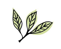 Olive Leaves. Vector illustration