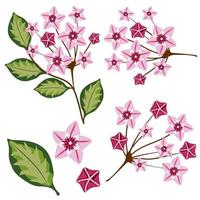 hoya carnosa. conjunto de flores rosas y ramitas aislado sobre fondo blanco. vector